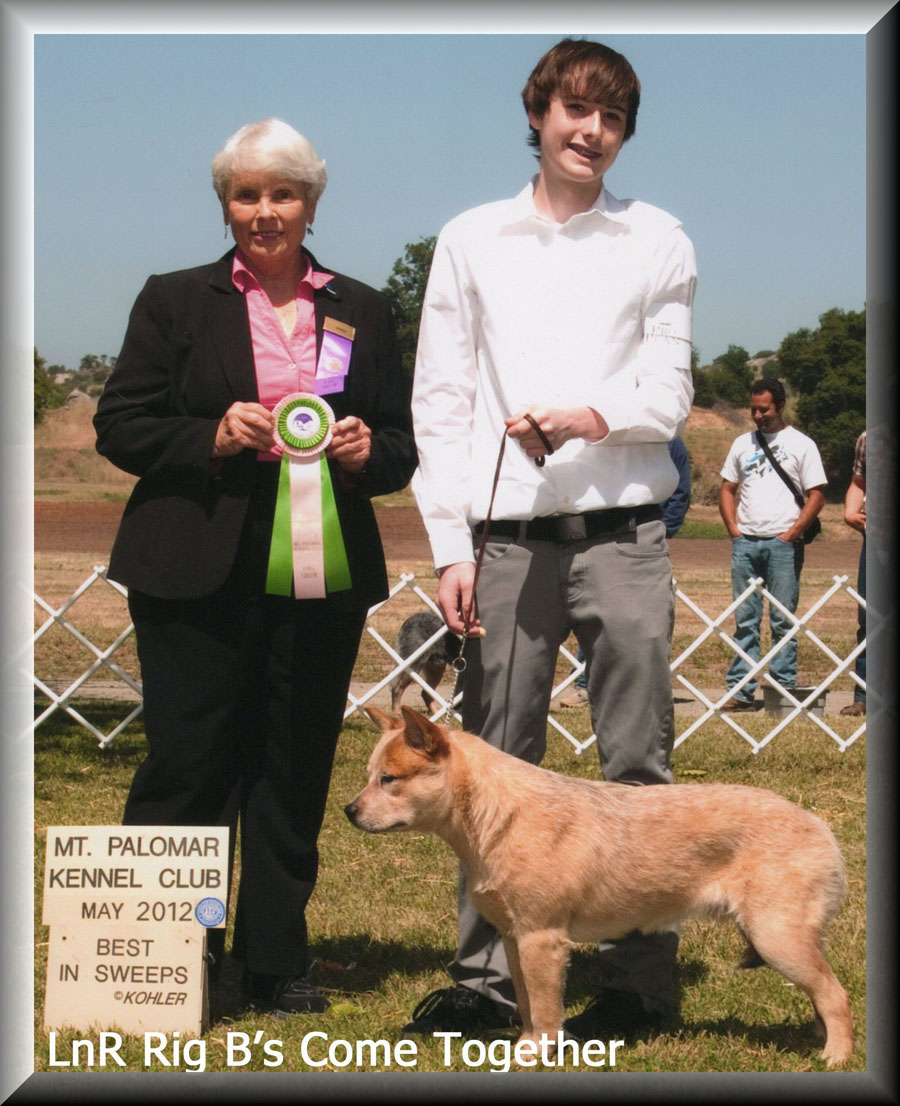 Mic Best Puppy in Sweeps 2012